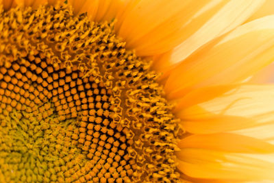 Full frame shot of fresh yellow sun flower