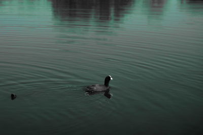 Duck swimming in lake