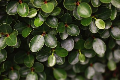 Close-up of berries growing on tree