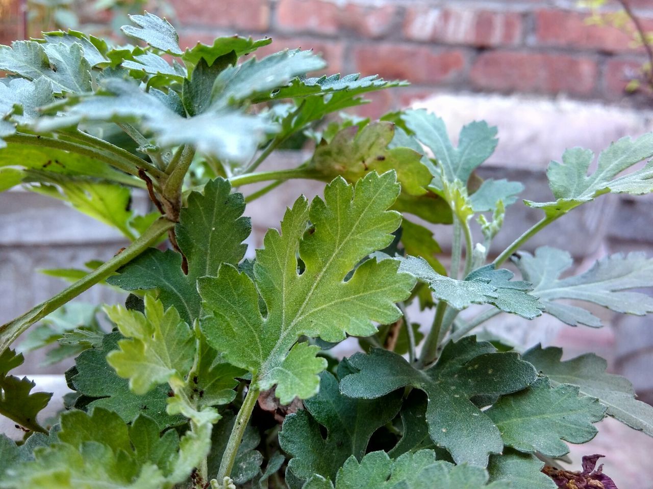 leaf, growth, plant, freshness, flower, focus on foreground, close-up, nature, fragility, beauty in nature, green color, day, growing, potted plant, outdoors, no people, front or back yard, stem, botany, selective focus