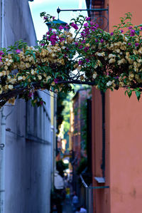 Close-up of potted plants hanging on plant