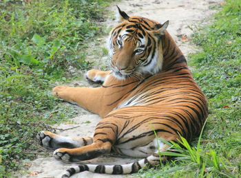 Cheetah standing on field