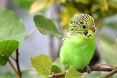 Close-up of parrot perching on leaf