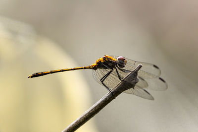 Close-up of dragonfly on twig