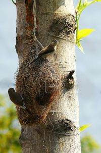 Close-up of bird perching on branch