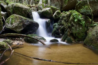 Scenic view of waterfall in forest