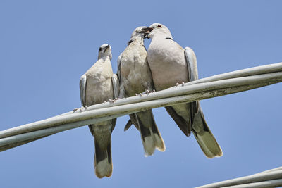 Turtledove to feed its puppies