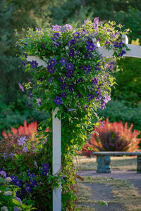 Close-up of purple flowering plants by fence