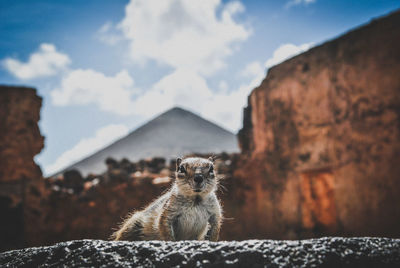 Close-up of lizard on rock