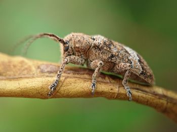 Close-up of insect on branch