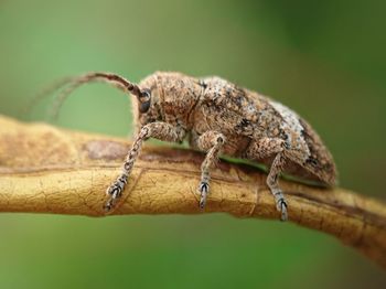 Longhorn beetle cubs