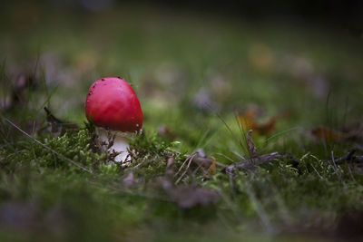 Close-up of fly agaric mushroom on field