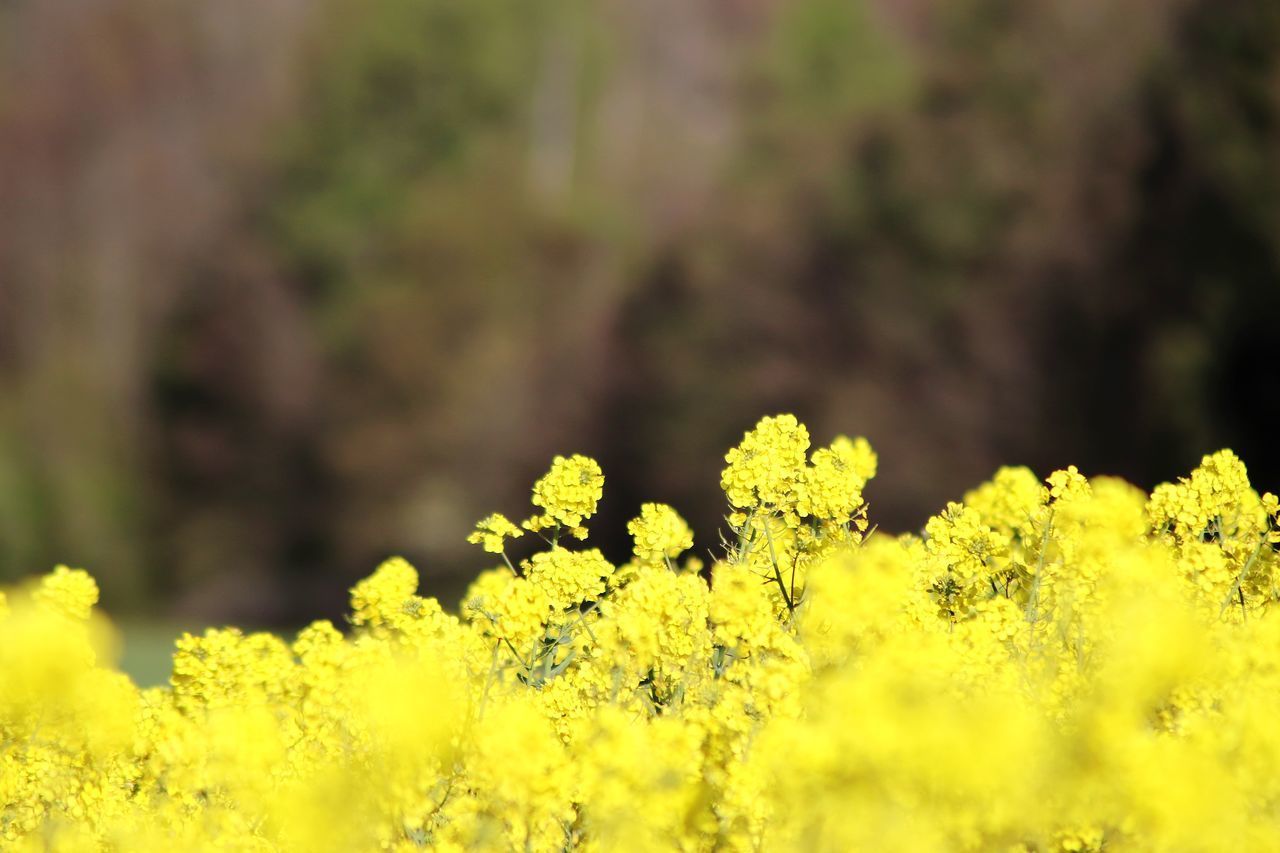 CLOSE-UP OF FRESH YELLOW FLOWER PLANTS