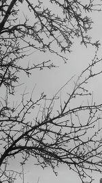 Low angle view of silhouette bare tree against clear sky