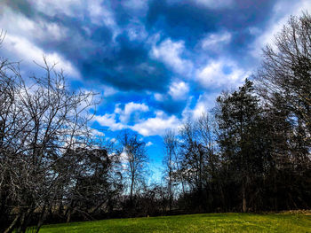 Low angle view of trees on field against sky