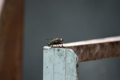 Close-up of insect perching on wood