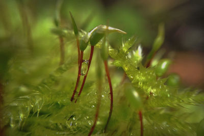 Close-up of leaves