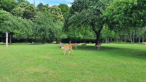 View of deer on grassy field