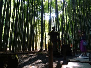 Bamboo amidst trees in forest