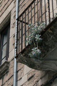 Low angle view of potted plant on building wall