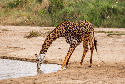 Giraffe drinking water from lake 