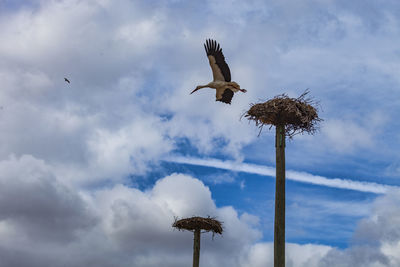 Low angle view of birds flying against sky