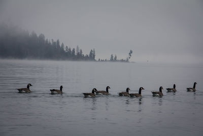 Flock of birds in water against sky