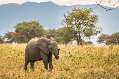 View of a baby elephant playing in the serengeti