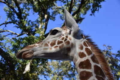 Low angle view of giraffe against blue sky