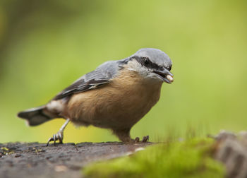 Nuthack with grain in the small beak