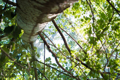 Low angle view of tree in forest