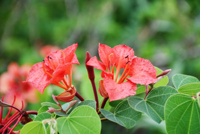 Close-up of red flowering plant