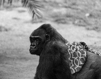 Close-up of monkey looking away