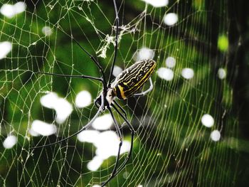 Close-up of spider web