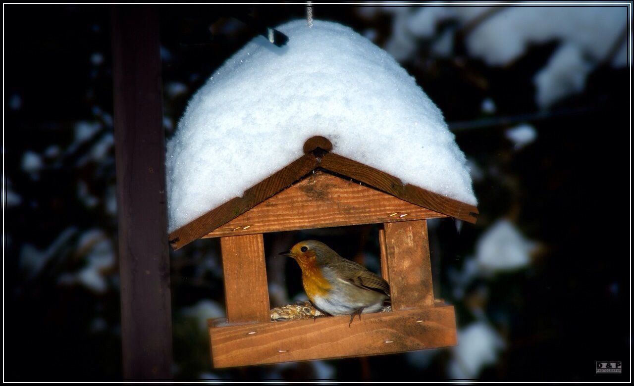 focus on foreground, animal themes, wood - material, bird, close-up, animals in the wild, wildlife, snow, winter, one animal, selective focus, cold temperature, metal, wooden, day, outdoors, railing, no people, perching, wood