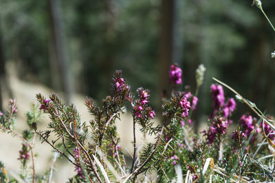 Close-up of pink flowering plants on field