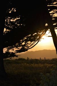 Silhouette trees on field against sky during sunset