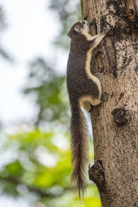 Close-up of squirrel on tree trunk