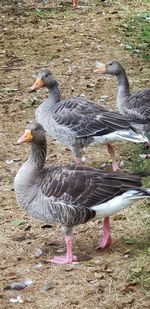 Ducks on a field