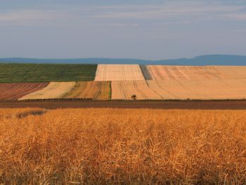 Scenic view of agricultural field against sky