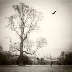 Bare trees against sky