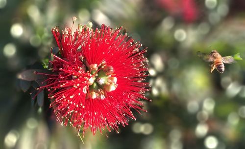 Close-up of red flowers against blurred background