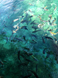 Fish swimming in sea