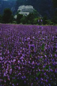 Close-up of purple flowering plants on field