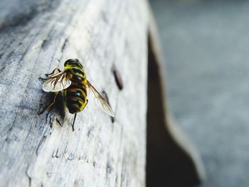 Close-up of honey bee on wood