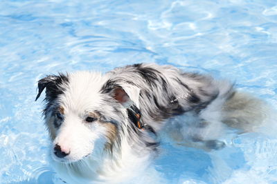 High angle view of dog in swimming pool