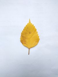 Close-up of yellow leaf on white background