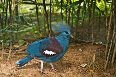 Close-up of bird perching on tree in forest