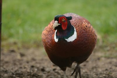 Close-up of pheasant