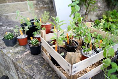 Potted plants in crate at backyard